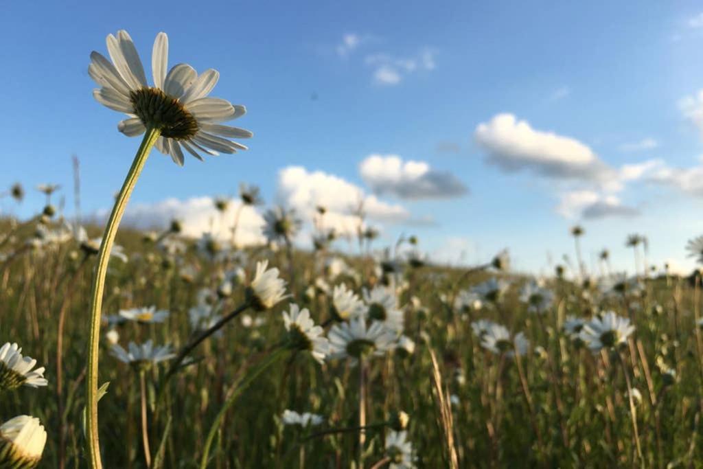 Appartamento Zum Goldenen Schaf II Ahrdorf Esterno foto